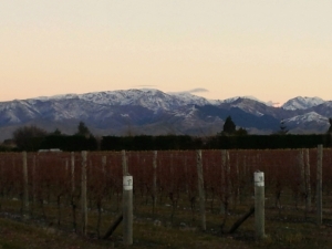 Vineyard with Mountains in Distance