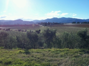 Blenheim Winery