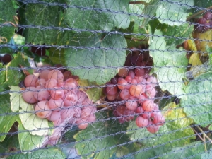 Grapes at a Blenheim Winery