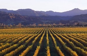 Marlborough Vineyard