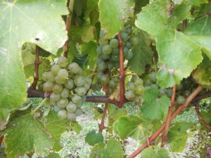 Grapes at a Marlborough Winery