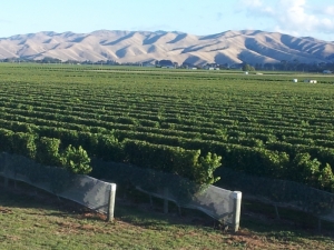 Marlborough Vineyard
