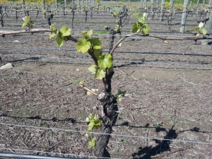 Vines at a Marlborough Winery