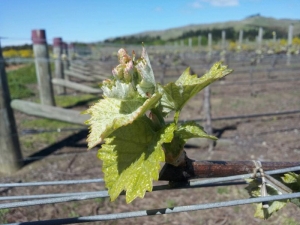 Vines at a Marlborough Winery